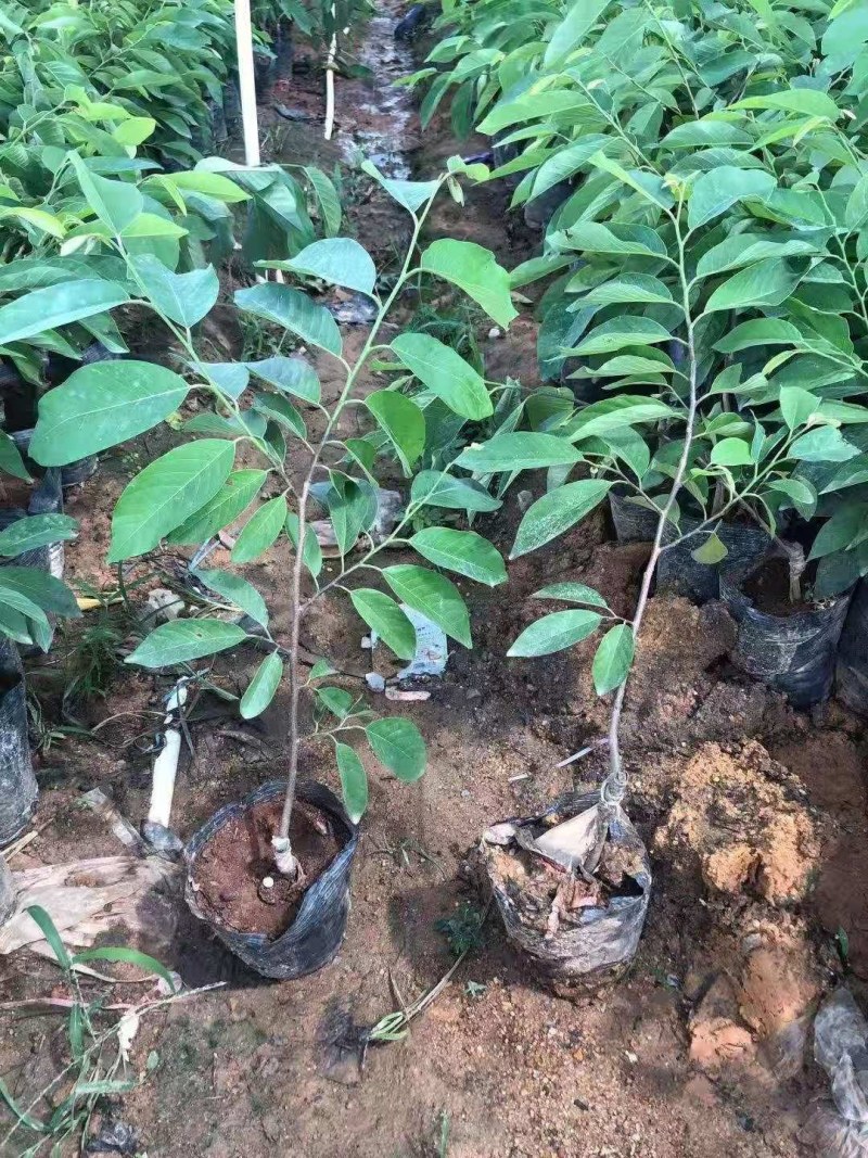 凤梨释迦果苗，再种一年就结果，结果多多，香甜可口。