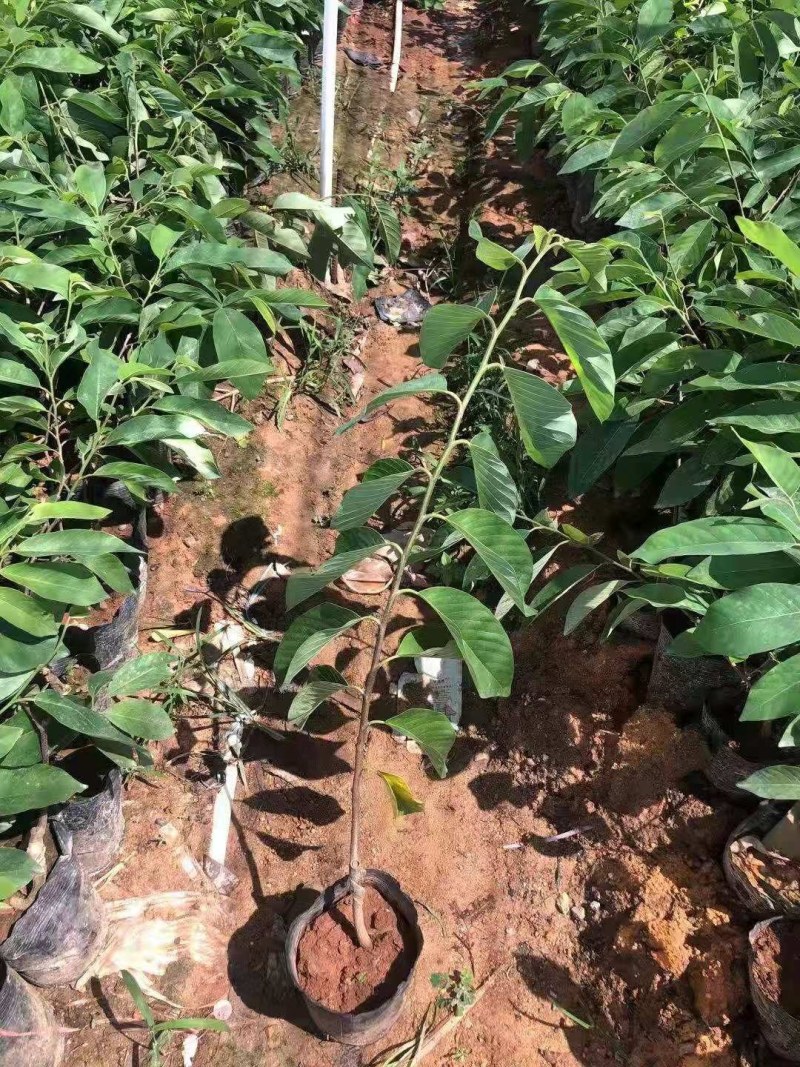 凤梨释迦果苗，再种一年就结果，结果多多，香甜可口。