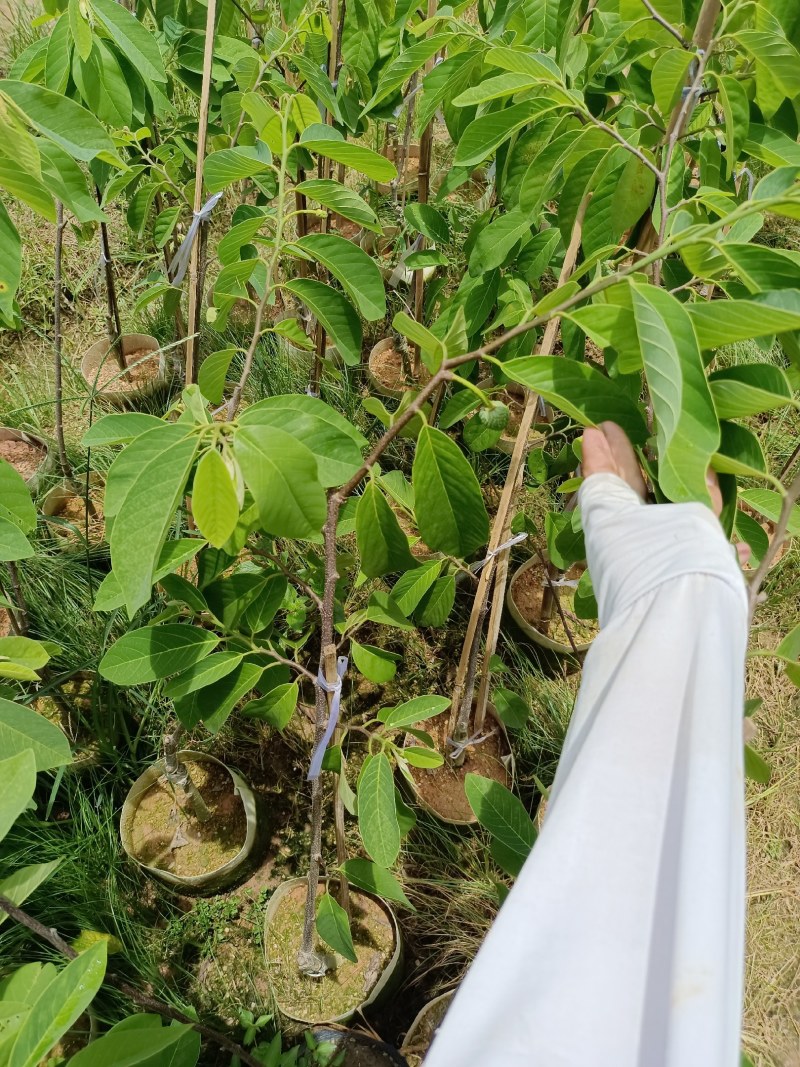 凤梨释迦果苗，再种一年就结果，结果多多，香甜可口。