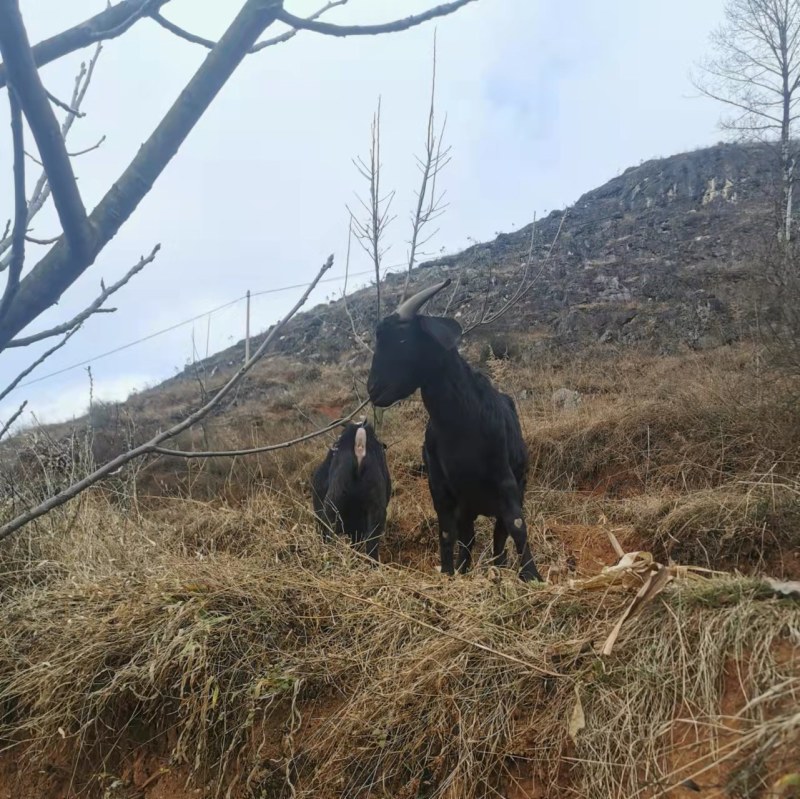 贵州威宁县高山散养放养黑山羊活羊白条羊产地一手货源