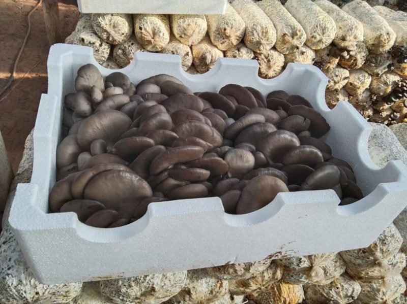 双节优惠鲜平菇大量出售纯干货无注水/质优价廉/全国接单