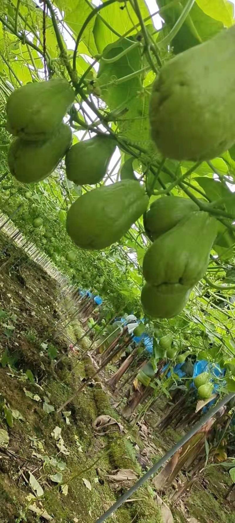 现摘云南新鲜洋瓜佛手瓜洋丝瓜洋瓜大货批发日供量50吨