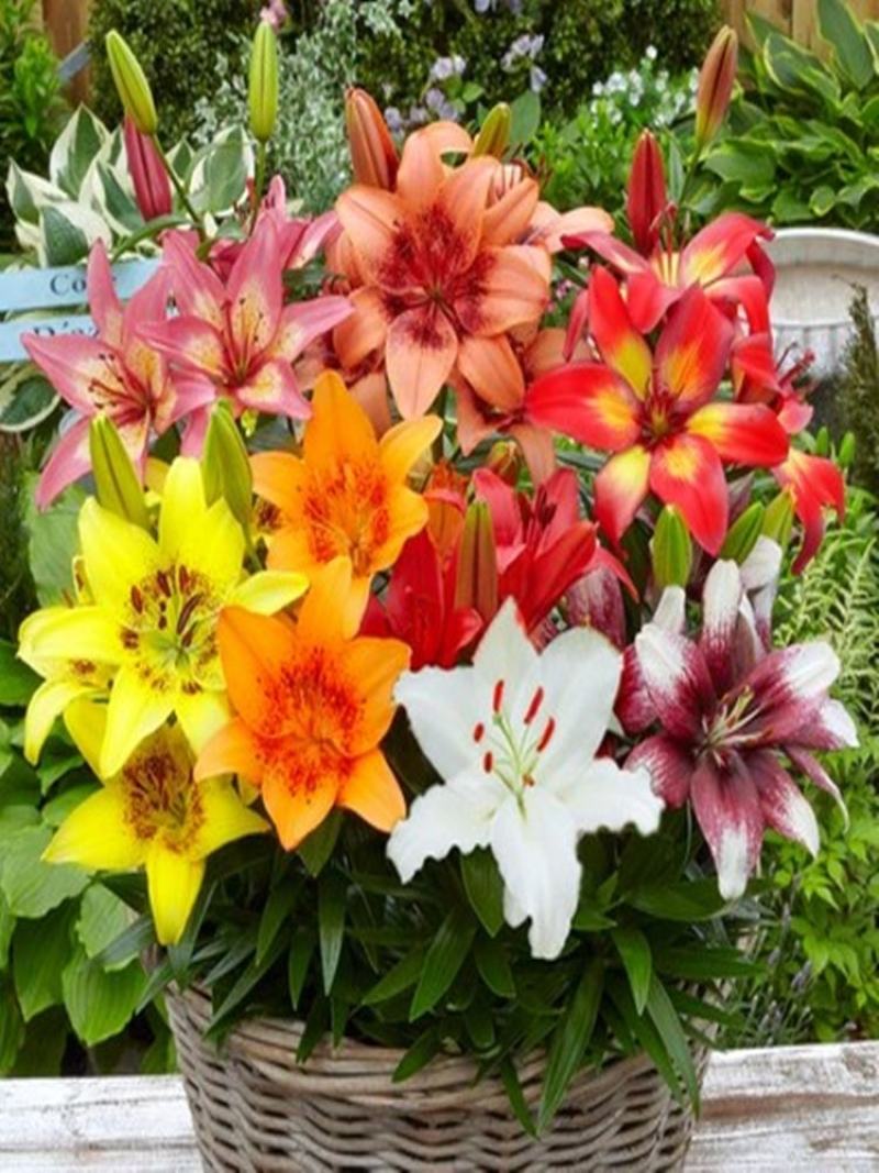 百合种球带牙发货包邮包成活包颜色优质进口