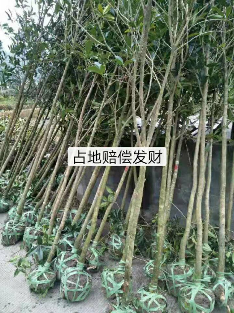 出售桂花苗5万清地
