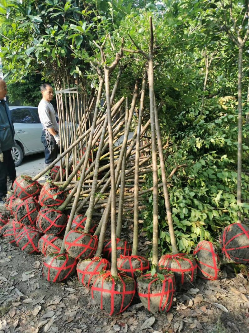 出售桂花苗5万清地