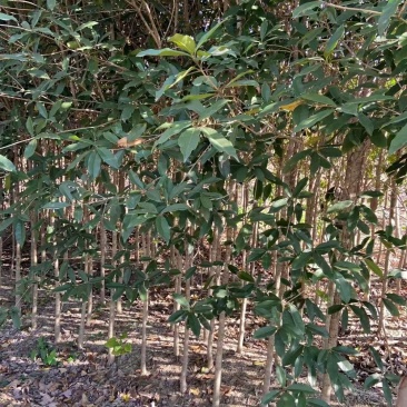 出售桂花苗5万清地