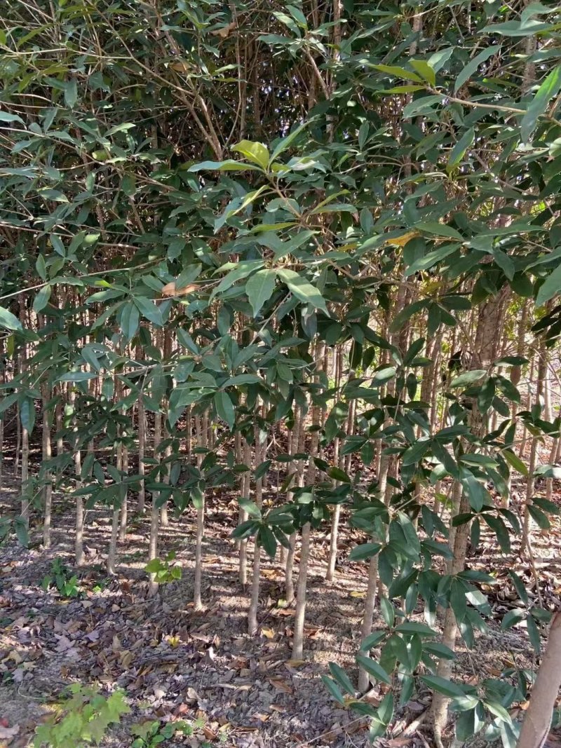 出售桂花苗5万清地