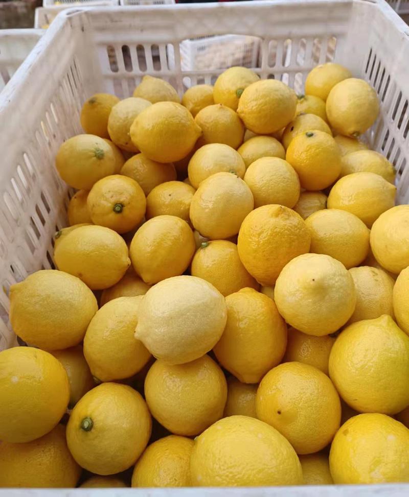 安岳尤力克柠檬，果园产地一件代发，坏果包赔，包邮到家！