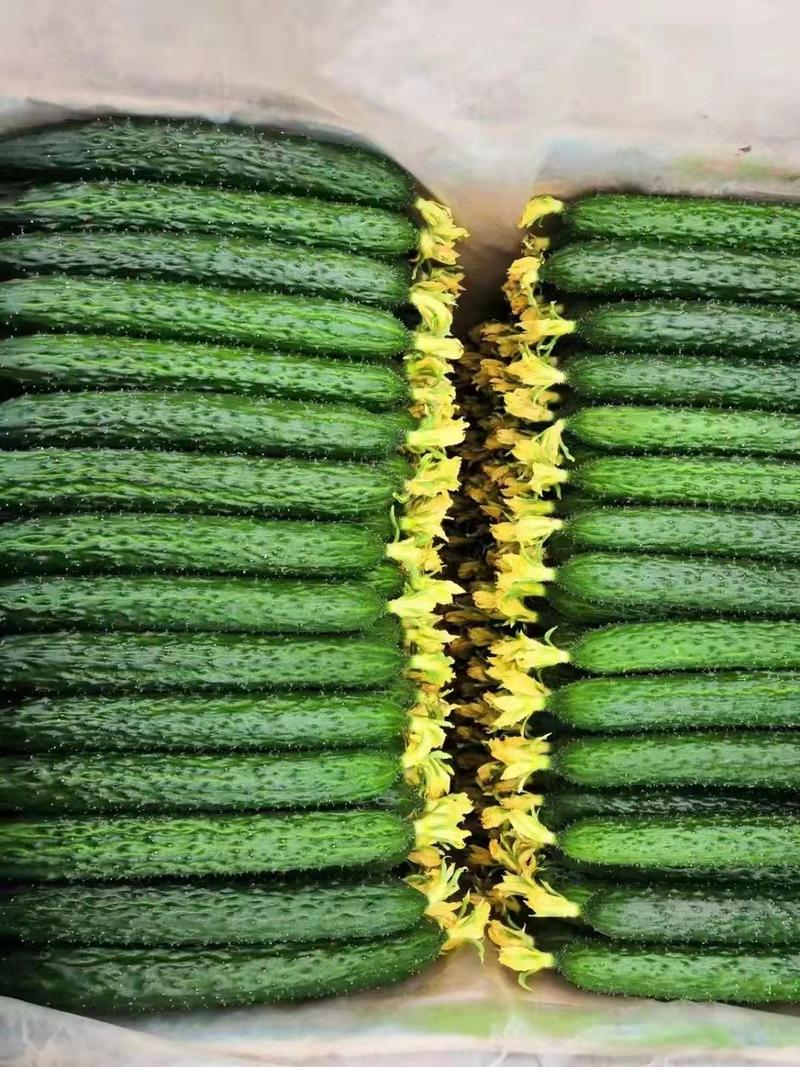 密刺黄瓜，顶花带刺，量大，条直，25公分以上，颜色好！