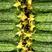 密刺黄瓜，顶花带刺，量大，条直，25公分以上，颜色好！