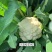 优质松花系列川岛松花80春秋两用松花菜种子花球洁白半松