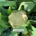 优质松花系列川岛松花80春秋两用松花菜种子花球洁白半松