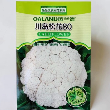 优质松花系列川岛松花80春秋两用松花菜种子花球洁白半松