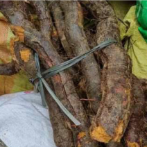 【牛商推荐】新鲜无泥老虎杖，大量有货，产地直销，品质保证