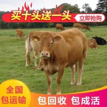 肉牛犊，山东改良牛犊，小牛苗价格，肉牛养殖场，包运输