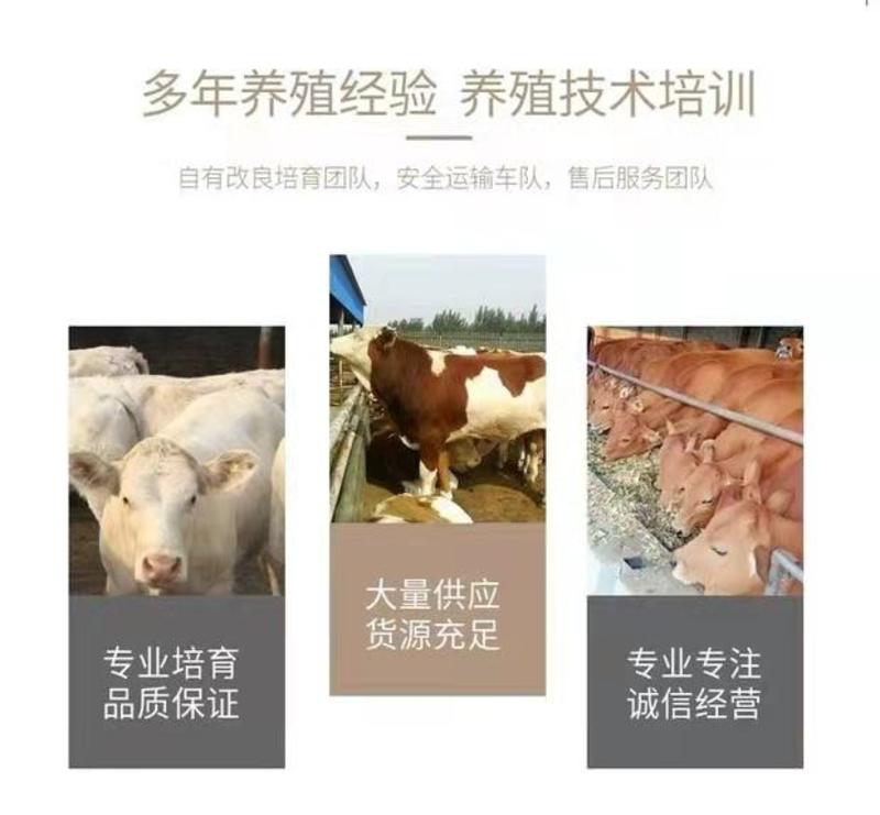 肉牛犊，山东改良牛犊，小牛苗价格，肉牛养殖场，包运输