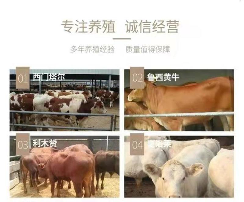 肉牛犊，山东改良牛犊，小牛苗价格，肉牛养殖场，包运输
