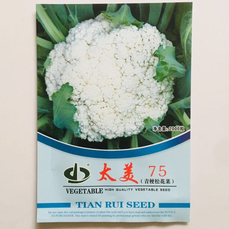太美75青梗松花菜种子春秋兼用松花菜花球松大抗病强花椰菜