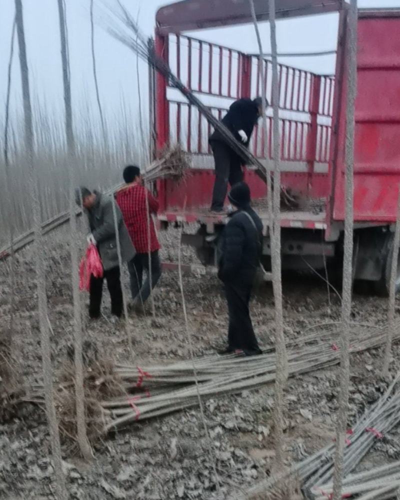 杨树苗