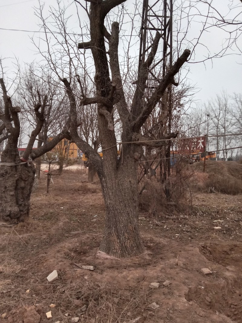 枣树苗直径8至15公分，占地枣树，古枣树，百年古枣树，