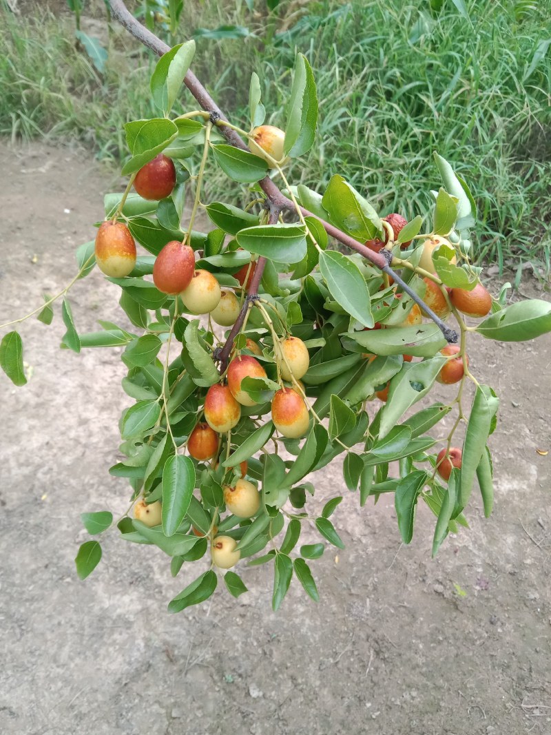 枣树苗直径8至15公分，占地枣树，古枣树，百年古枣树，