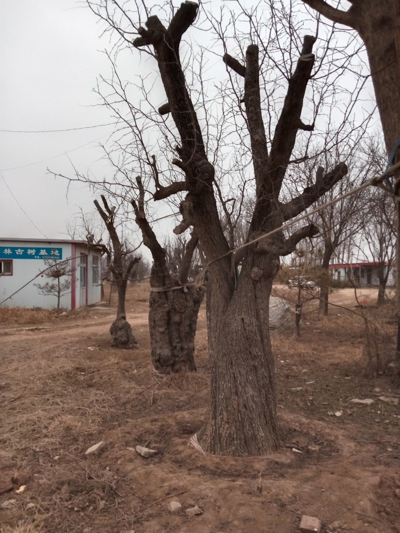 千年古枣树，百年古枣树，古枣树桩，千年古树，生长几百年古