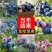 新品种蓝莓苗薄雾绿宝石杜克奥尼尔大果蓝莓苗可签合同