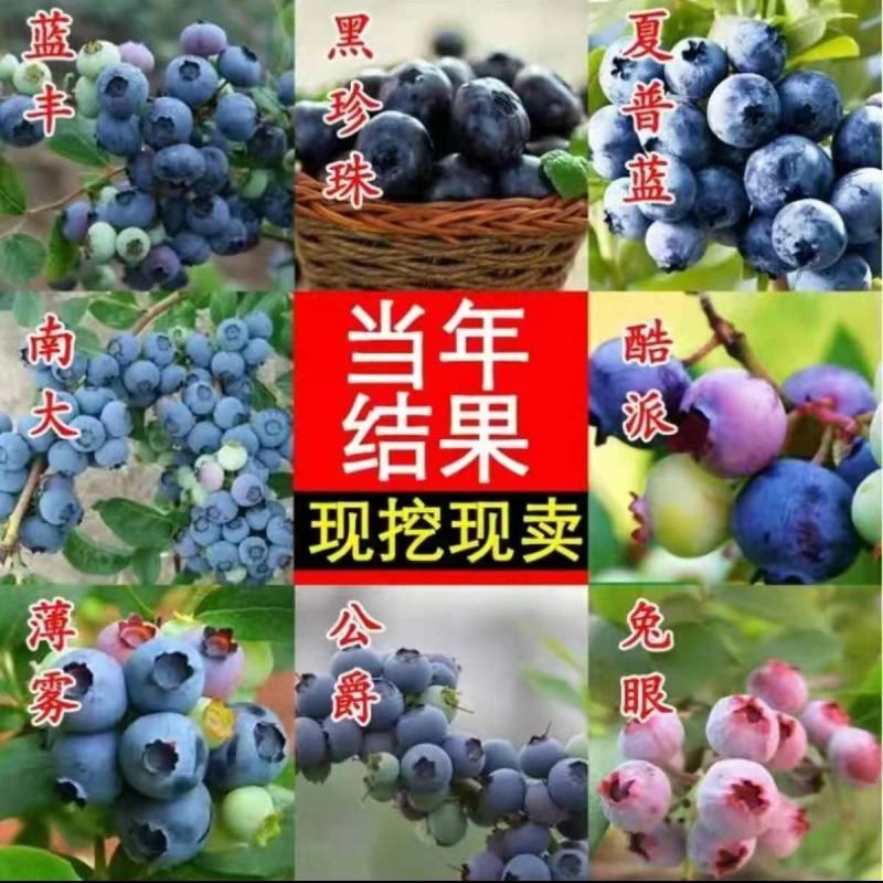 新品种蓝莓苗薄雾绿宝石杜克奥尼尔大果蓝莓苗可签合同