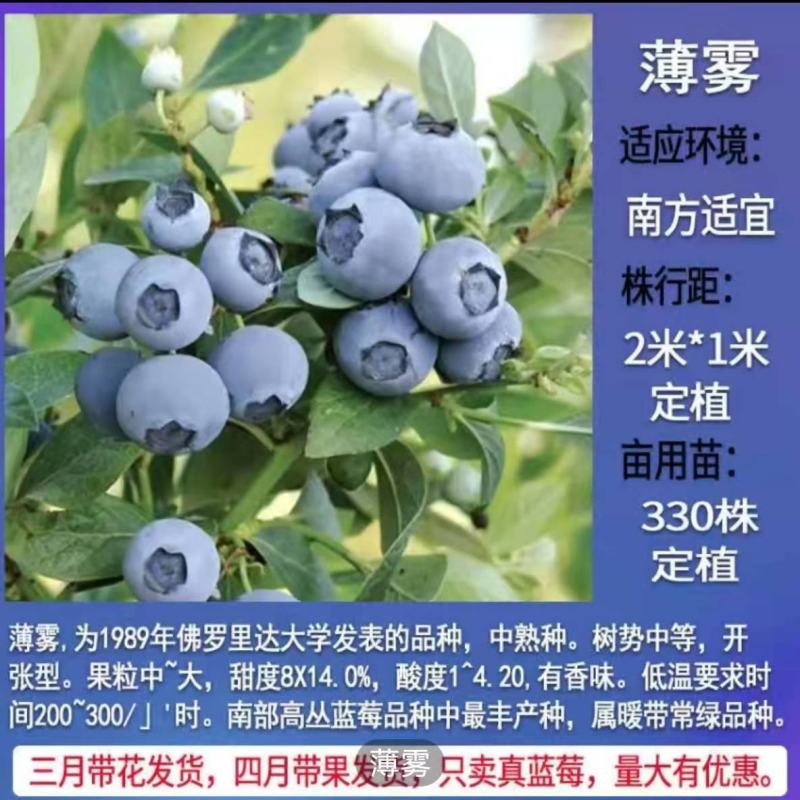 新品种蓝莓苗薄雾绿宝石杜克奥尼尔大果蓝莓苗可签合同