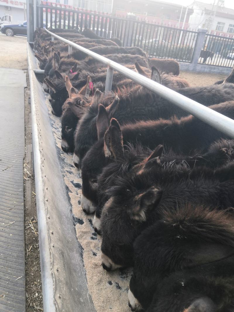 活驴，肉驴，改良纯种德州肉驴苗，新改良驴苗