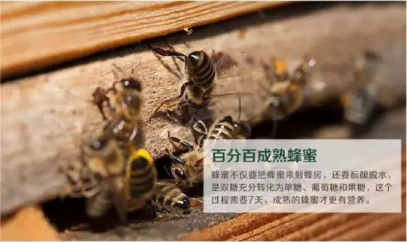 深山土蜂蜜百花蜜批发农家自产自销农家批发特产