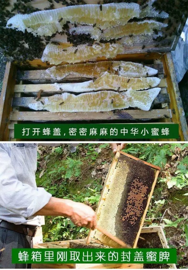 深山土蜂蜜百花蜜批发农家自产自销农家批发特产