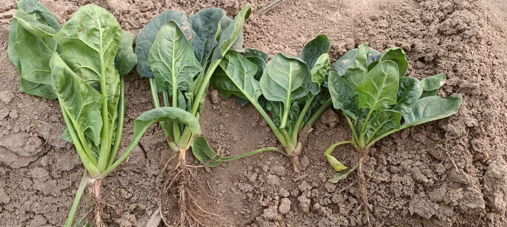 菠菜种植前土壤翻耕与施肥