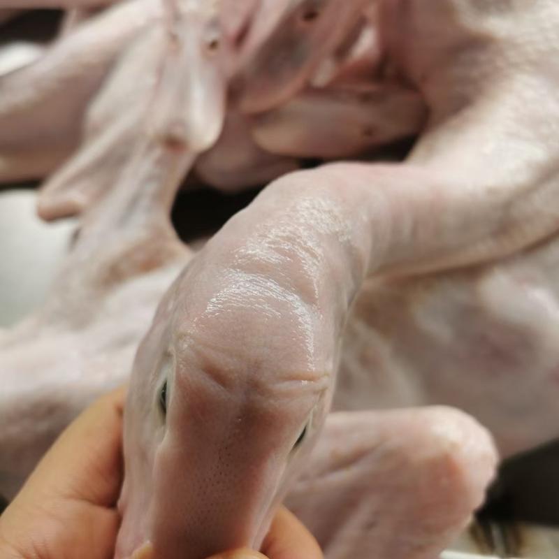 樱桃谷瘦肉型白条鸭，山东厂家供应规格齐全