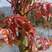 云南红油香椿芽常年出售四季香椿芽大棚香椿芽陆地香椿