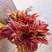 云南红油香椿芽常年出售四季香椿芽大棚香椿芽陆地香椿