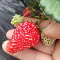 出售温室草莓