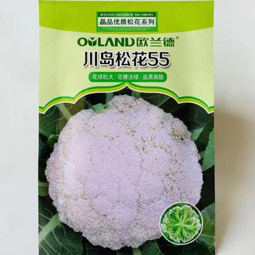优质极早熟松花菜种子花梗淡绿米粒细小花球松耐热花菜种子