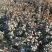 2022年2月8日一米二以上卫矛，苗子在河北易县