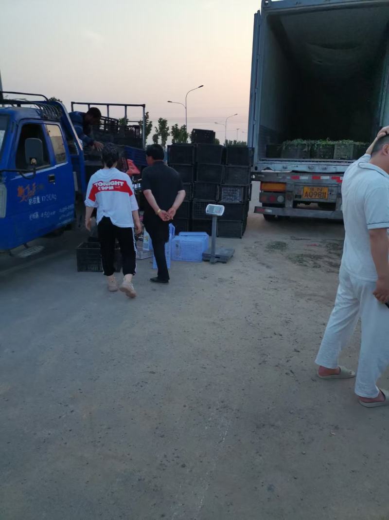 各种优质脱毒原种红薯苗，基地直供，河南省内支持线上交易