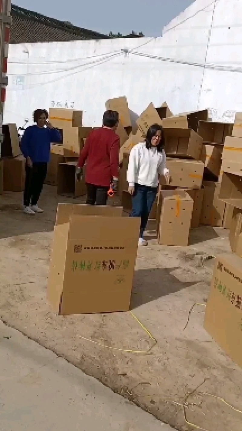 各种优质脱毒原种红薯苗，基地直供，河南省内支持线上交易