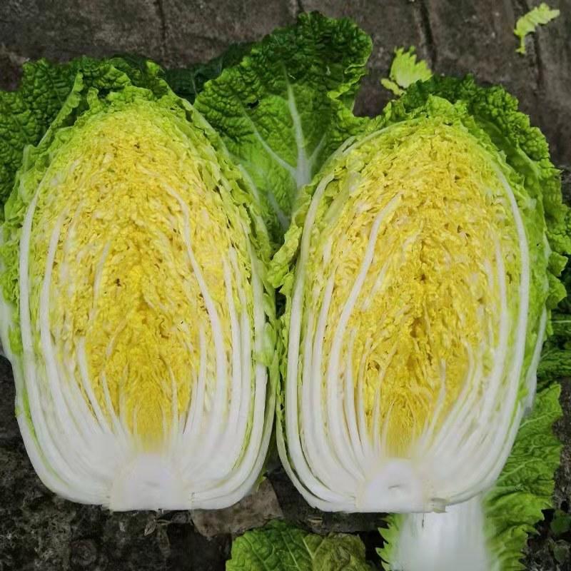 【包邮】春潮大白菜种子白菜种子黄心白菜种子