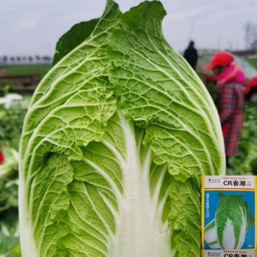 黄心大白菜种子60天白菜种子早熟
