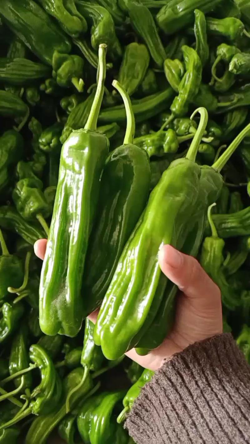 绿宝，羊角蜜，白圆甜甜瓜大量上市，诚迎各地客商