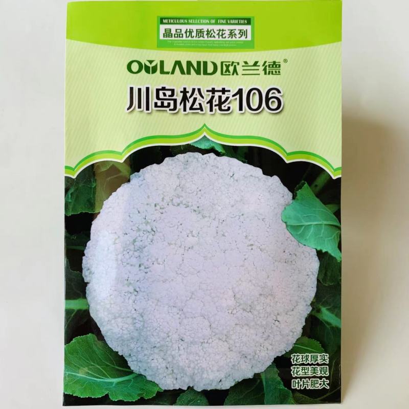 川岛松花106松花菜种子花球厚实晚熟青梗松花菜花椰菜种子
