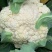 川岛松花106松花菜种子花球厚实晚熟青梗松花菜花椰菜种子