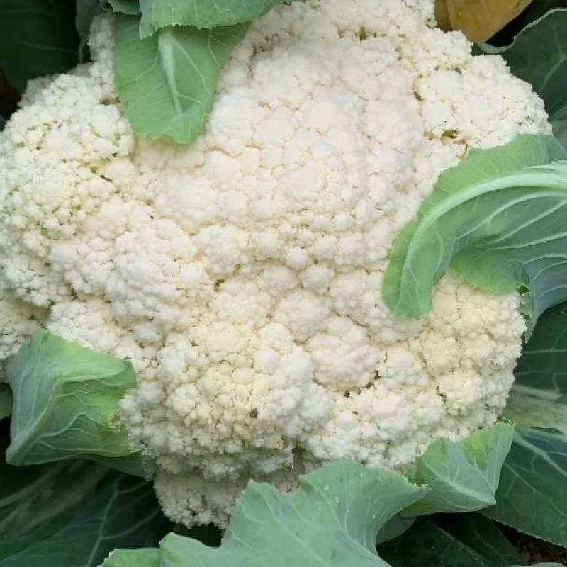 川岛松花106松花菜种子花球厚实晚熟青梗松花菜花椰菜种子