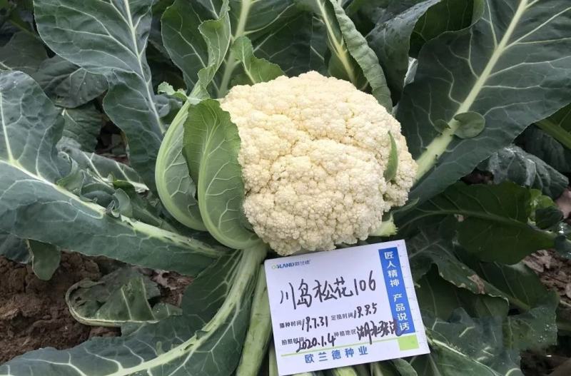 川岛松花106松花菜种子花球厚实晚熟青梗松花菜花椰菜种子