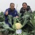 川岛松花106松花菜种子花球厚实晚熟青梗松花菜花椰菜种子