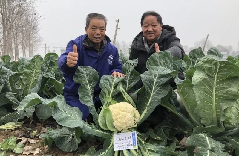 川岛松花106松花菜种子花球厚实晚熟青梗松花菜花椰菜种子